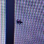 Dead or Stuck Pixels