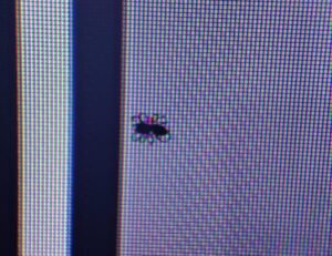 Dead or Stuck Pixels